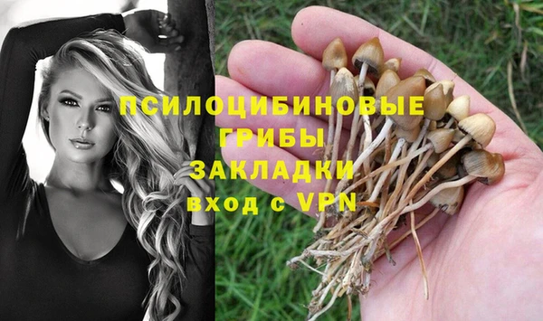 прущие грибы Переславль-Залесский